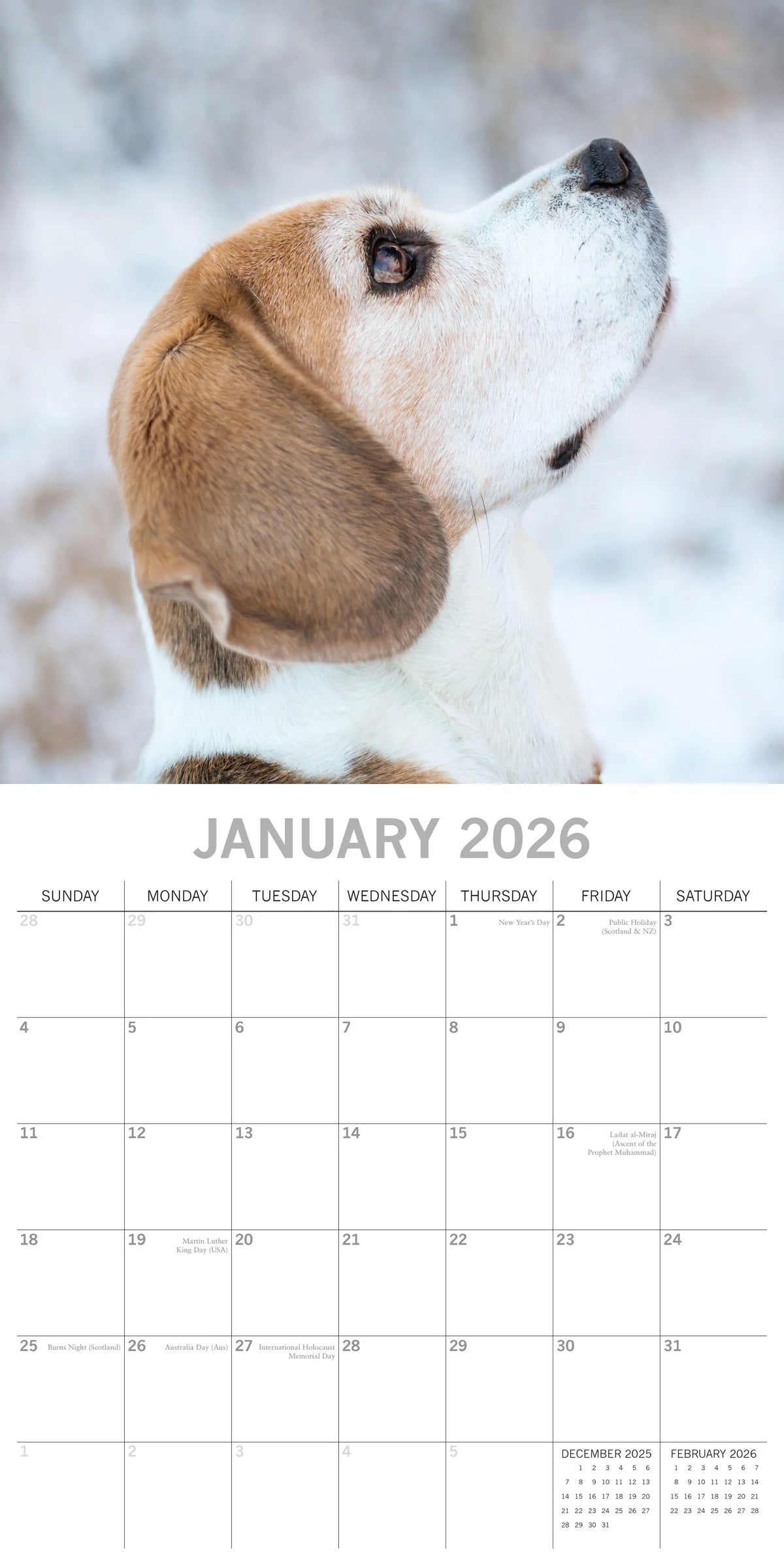 2026 Beagles - Square Wall Calendar | The Gifted Stationery Co. (GSC26103)