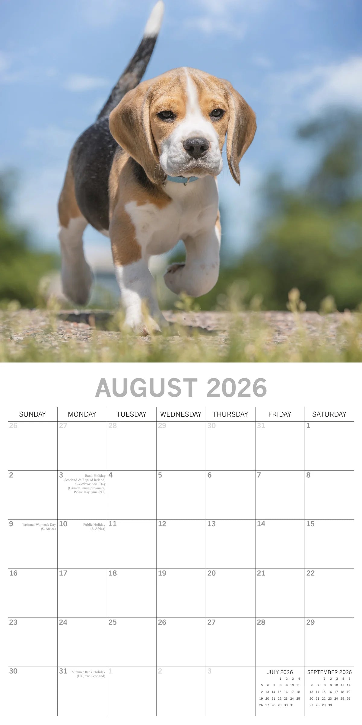 2026 Beagles - Square Wall Calendar | The Gifted Stationery Co. (GSC26103)