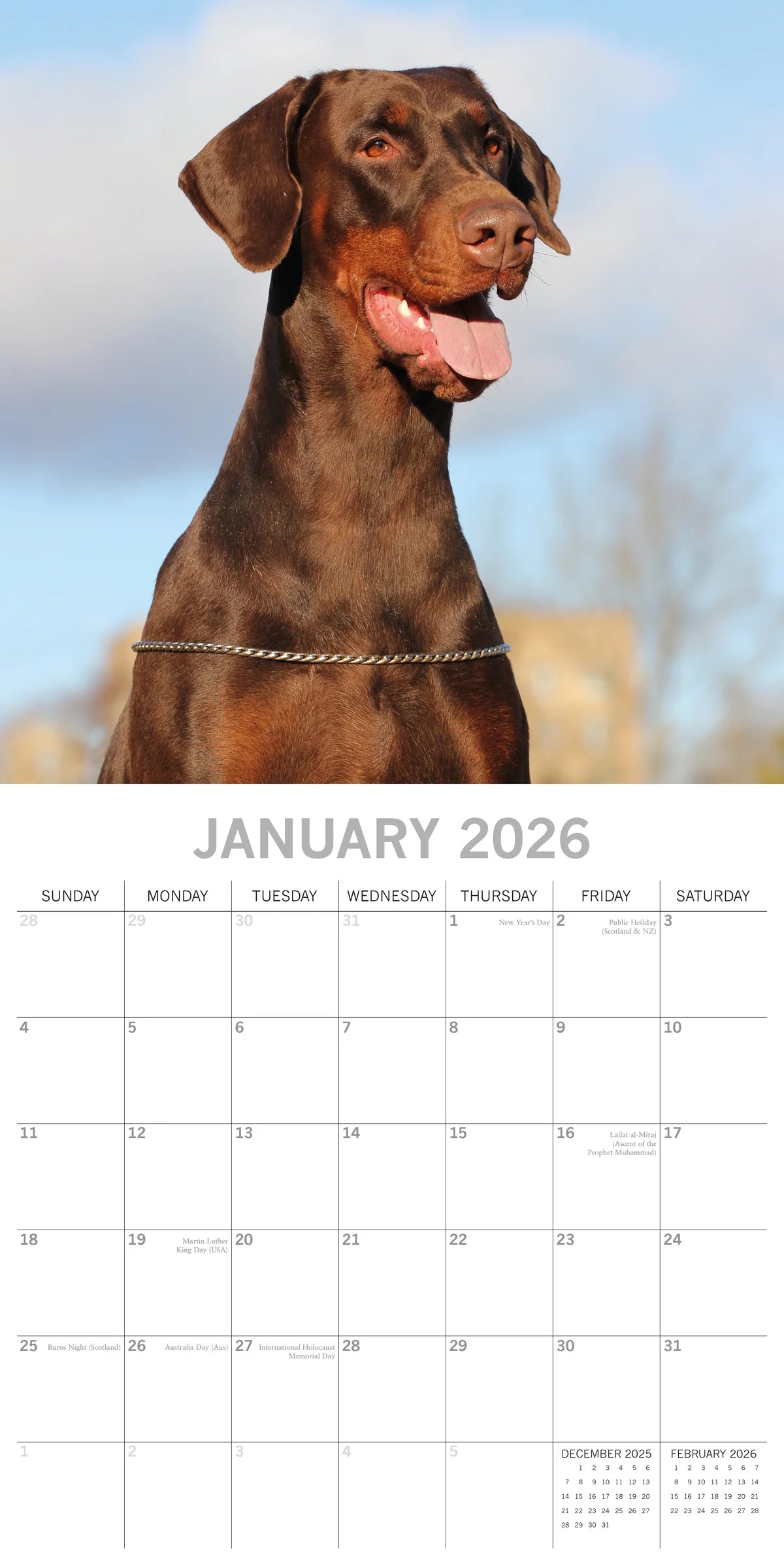2026 Paw Prints Dobermans – Square Wall Calendar| The Gifted Stationery Co. (GSC26112)