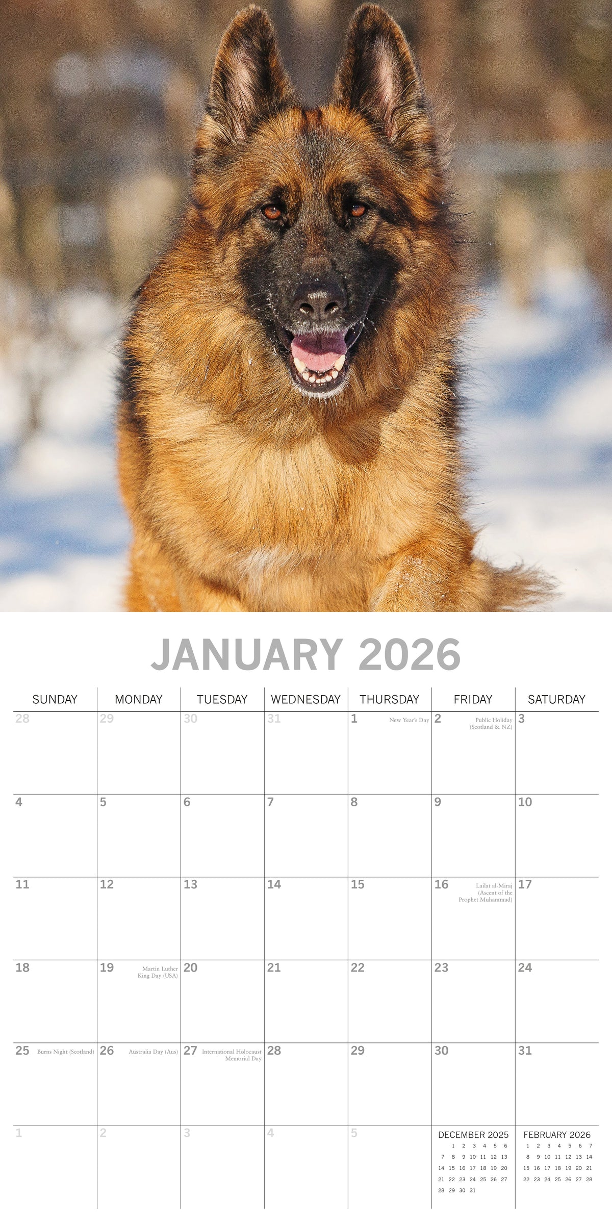 2026 Paw Prints German Shepherds – Square Wall Calendar| The Gifted Stationery Co. (GSC26114)