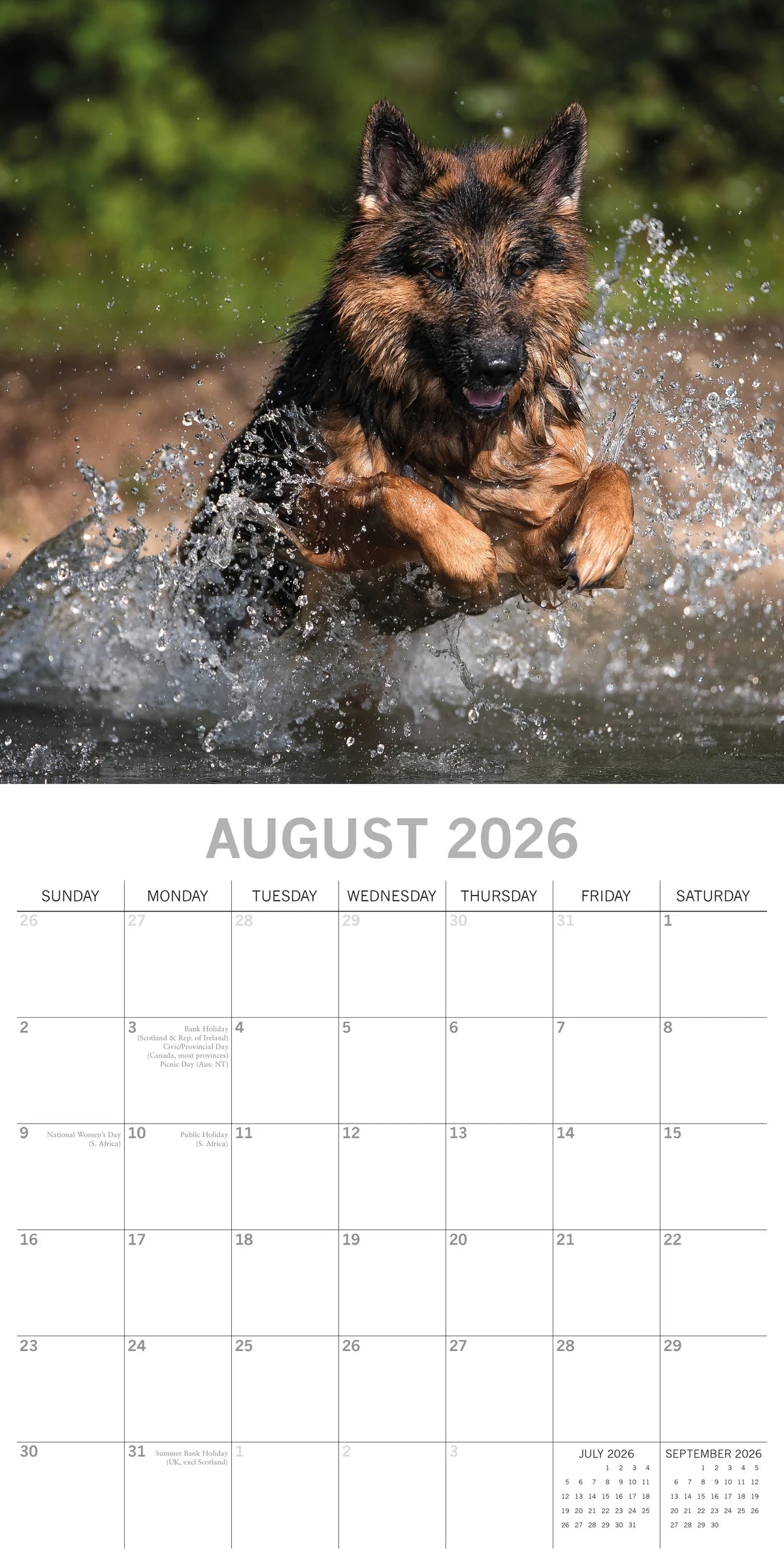 2026 Paw Prints German Shepherds – Square Wall Calendar| The Gifted Stationery Co. (GSC26114)