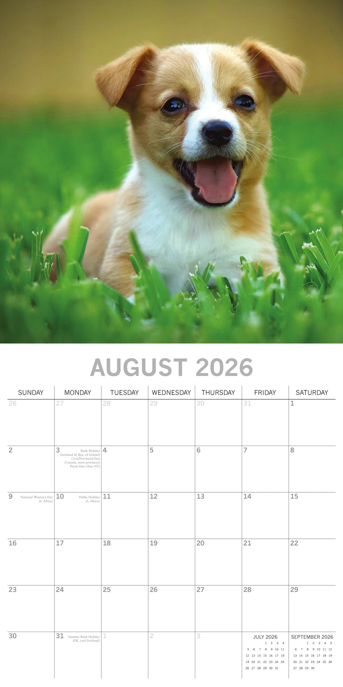 2026 Paw Prints Jack Russell – Square Wall Calendar| The Gifted Stationery Co. (GSC26116)