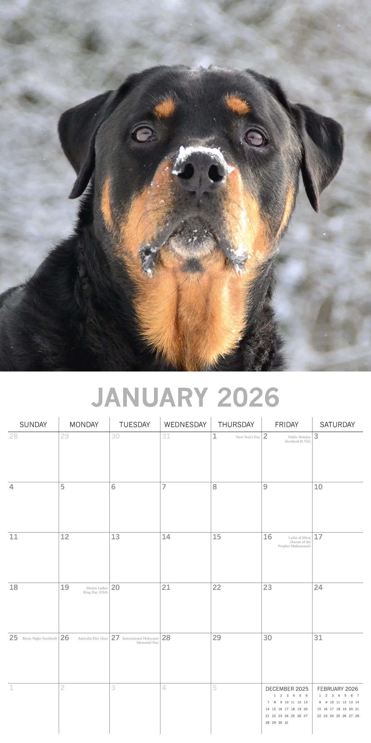 2026 Paw Prints Rottweilers – Square Wall Calendar| The Gifted Stationery Co. (GSC261120)