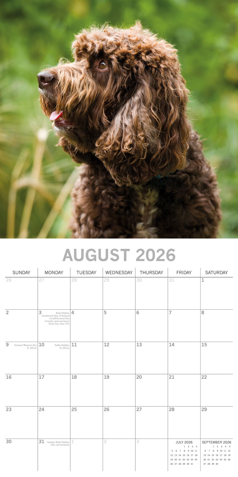 2026 Paw Prints Cockapoos – Square Wall Calendar| The Gifted Stationery Co. (GSC26550)