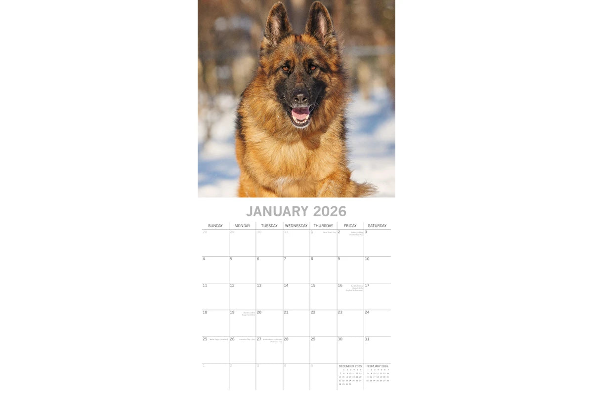 German Shepherds 2026 Calendar - January 2026 page with German Shepherd in snow