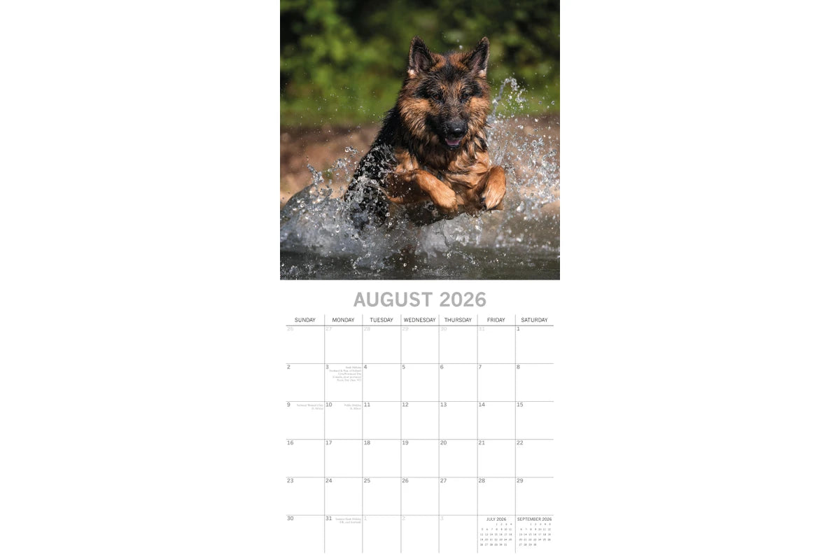 German Shepherds 2026 Calendar - August 2026 page with German Shepherd splashing in water