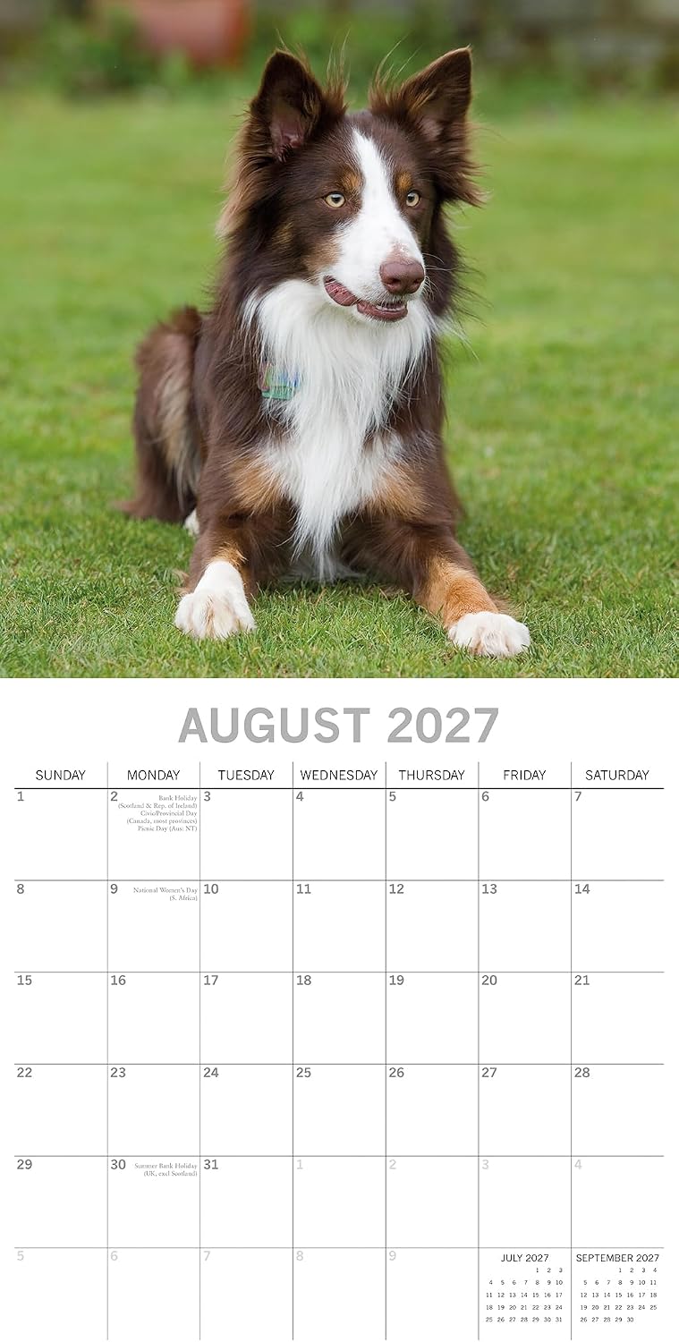 Border Collies 2027 Calendar - August 2027 page with brown and white Border Collie on grass