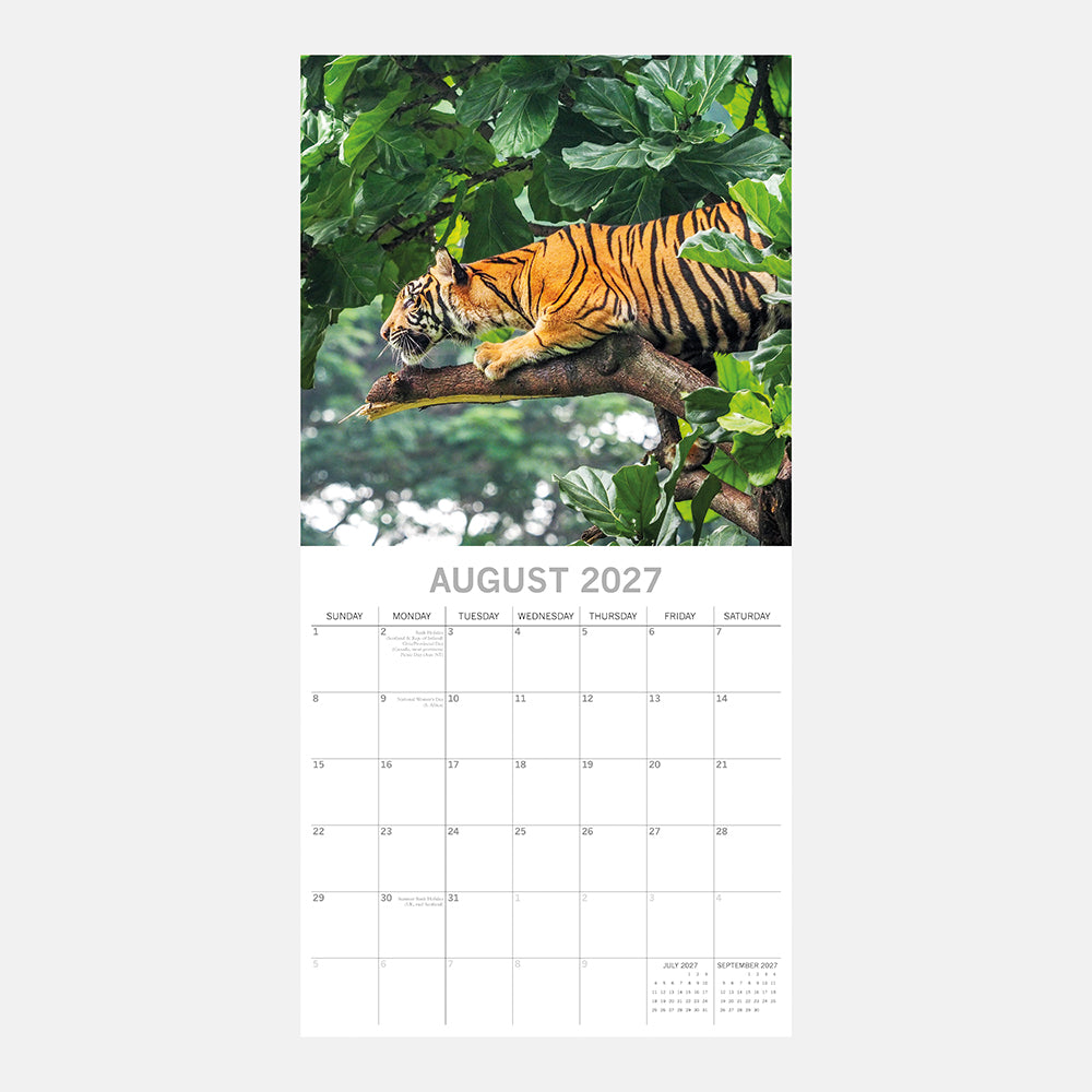 2027 Big Cats Square Wall Calendar – August 2027 month view with tiger in tree