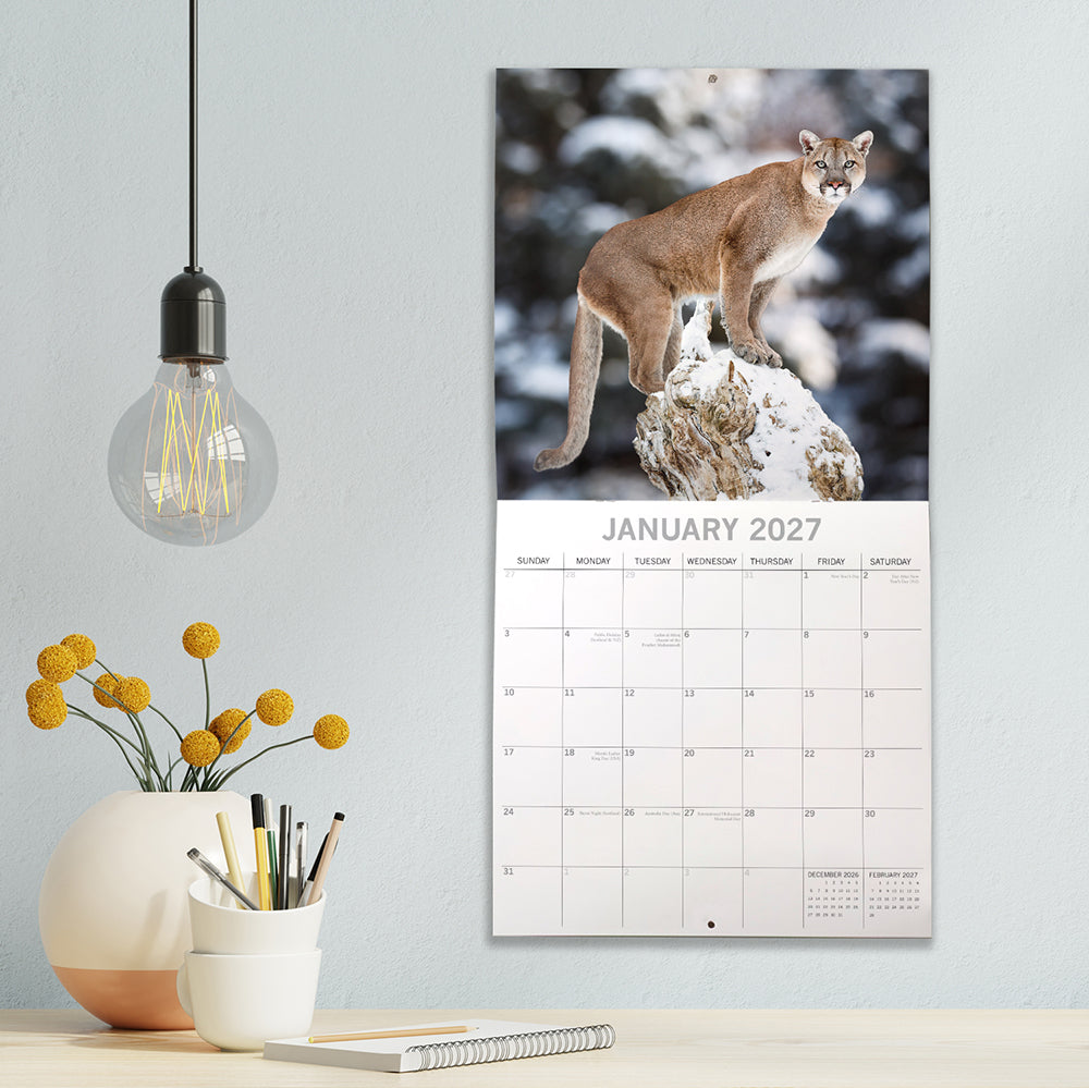 2027 Big Cats Square Wall Calendar – lifestyle shot showing January 2027 with mountain lion on wall