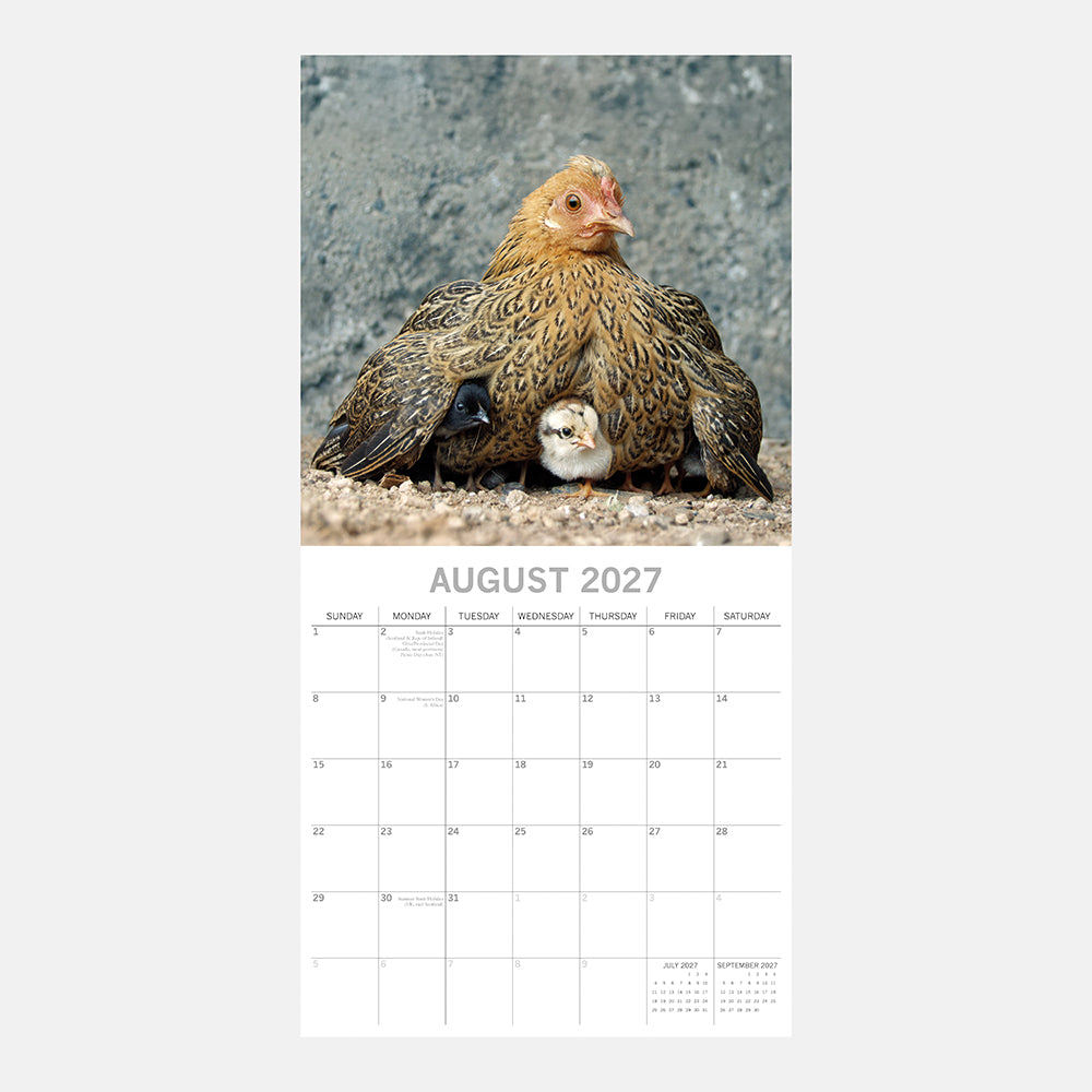 Chickens 2027 Calendar - August 2027 page with golden-brown hen sheltering tiny fluffy chick beneath her wings on rocky ground with other chicks visible underneath