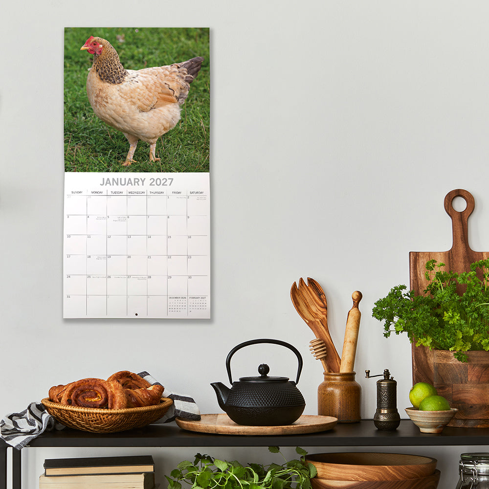 Chickens 2027 Calendar - lifestyle shot on white kitchen wall above dark sideboard showing January 2027 page with Buff Orpington hen standing on green grass