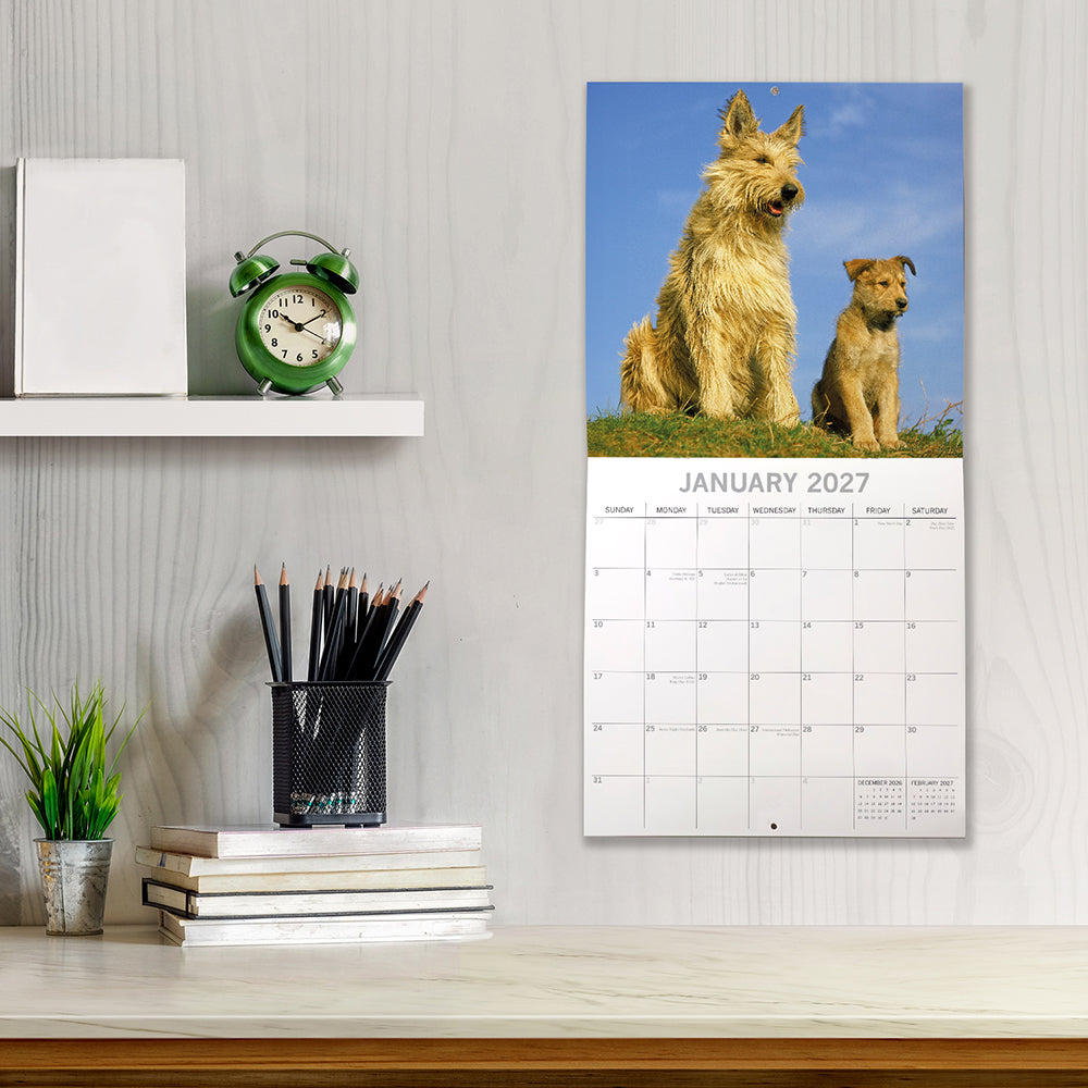 Dogs & Puppies 2027 Calendar - lifestyle shot on desk shelf showing January 2027 page with scruffy Picardy Shepherd adult and puppy sitting on hillside under blue sky