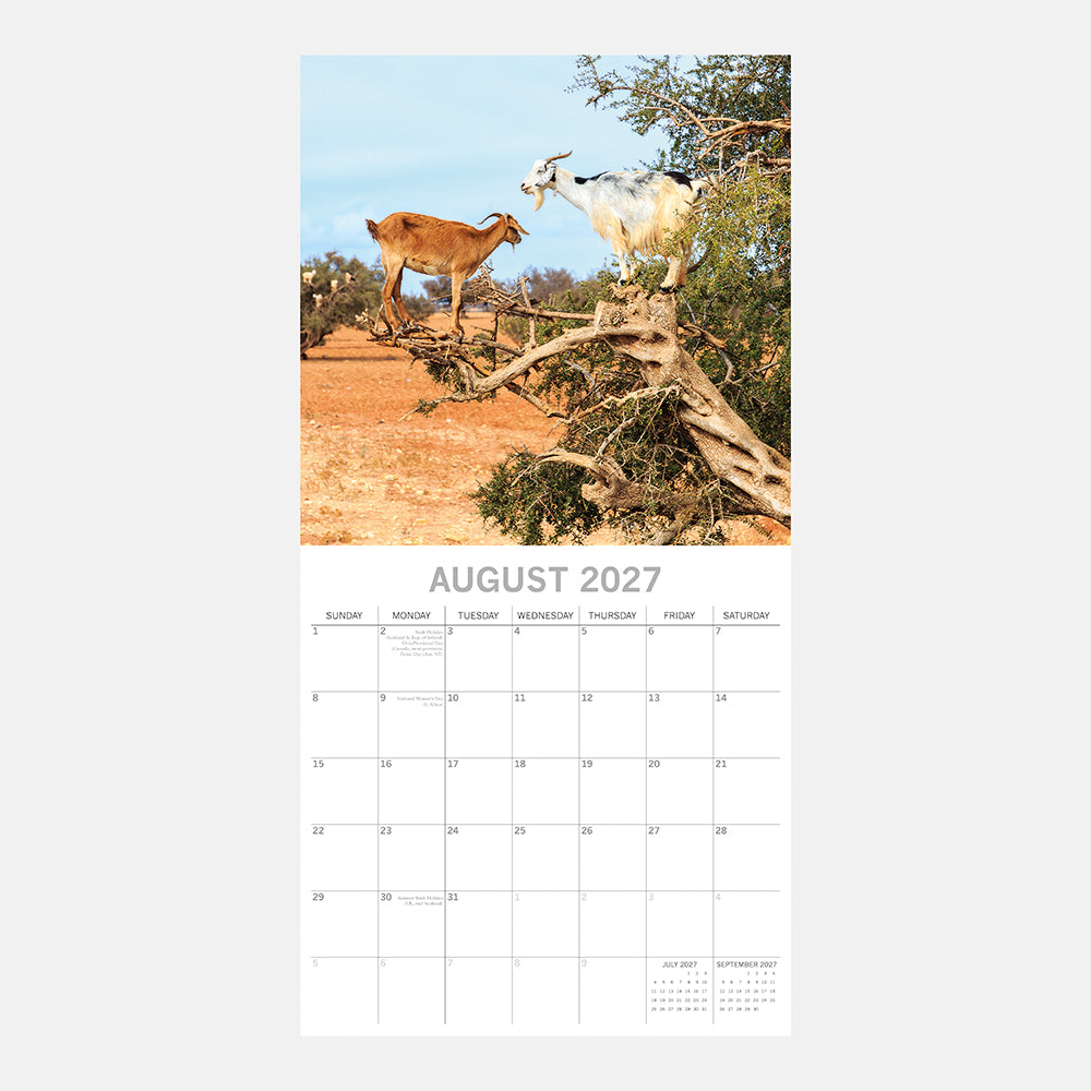 2027 Goats in Trees Square Wall Calendar – August 2027 month view with two goats on branches