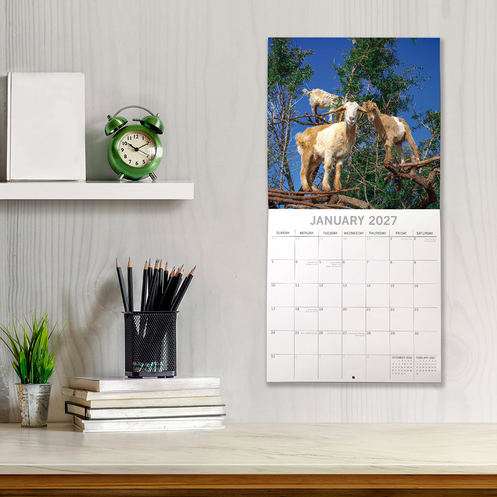 2027 Goats in Trees Square Wall Calendar – lifestyle shot showing January 2027 with goats in tree on desk
