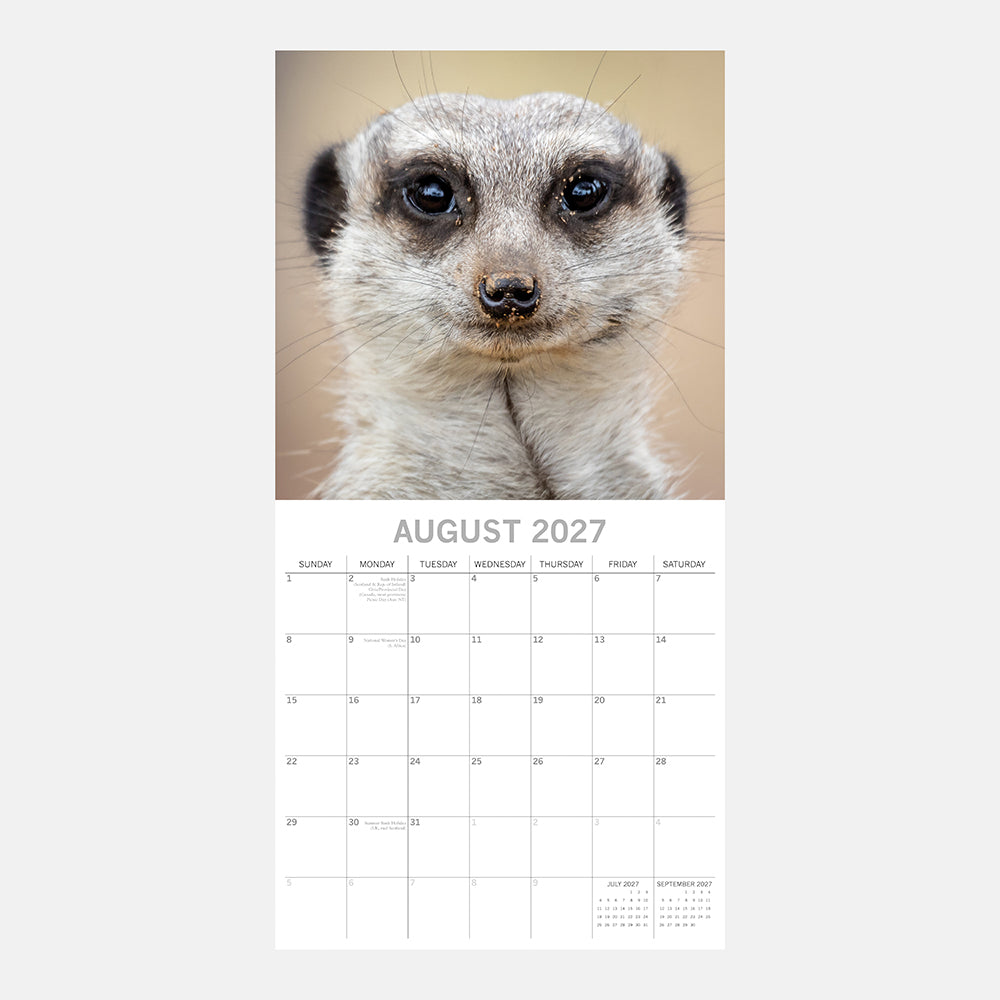 2027 Meerkats Square Wall Calendar – August 2027 month view with close-up meerkat face