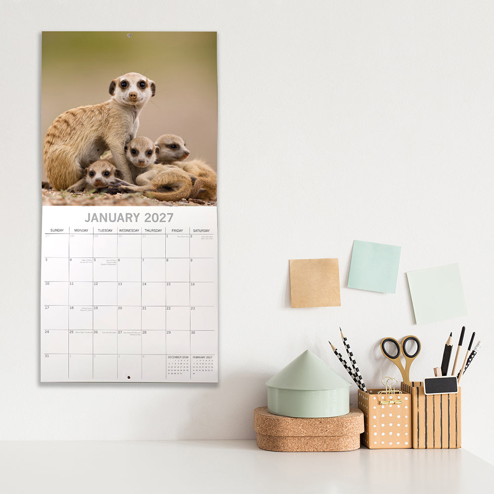 2027 Meerkats Square Wall Calendar – lifestyle shot showing January 2027 with meerkat family on wall