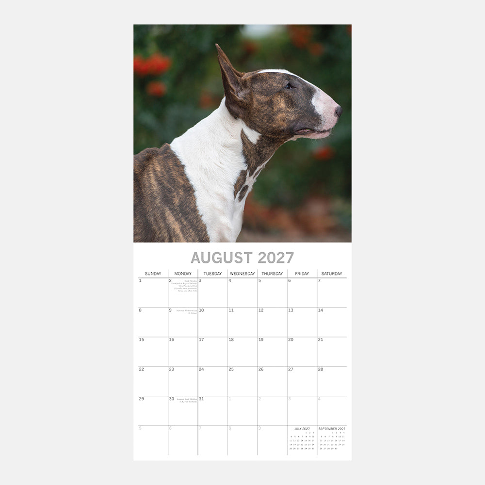 Bull Terriers 2027 Calendar - August 2027 page with brindle and white Bull Terrier in profile portrait among red berries