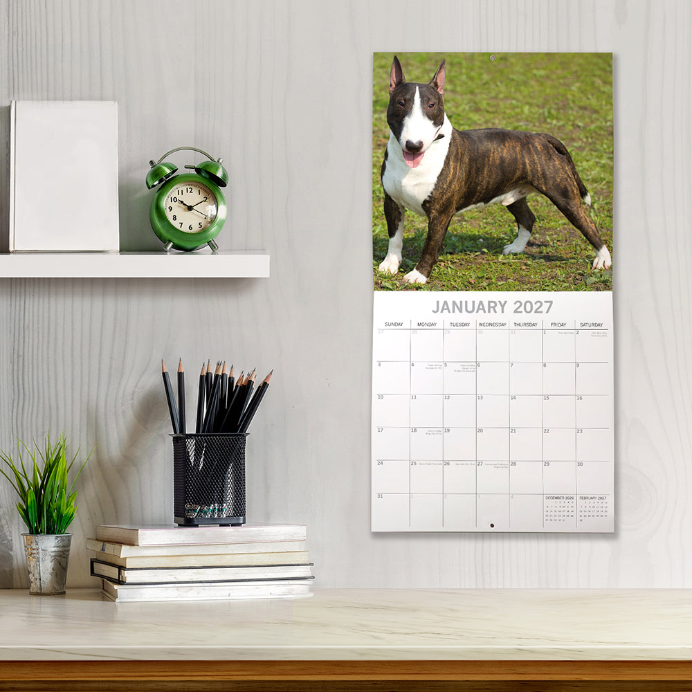 Bull Terriers 2027 Calendar - lifestyle shot on desk showing January 2027 page with brindle and white Bull Terrier standing on grass