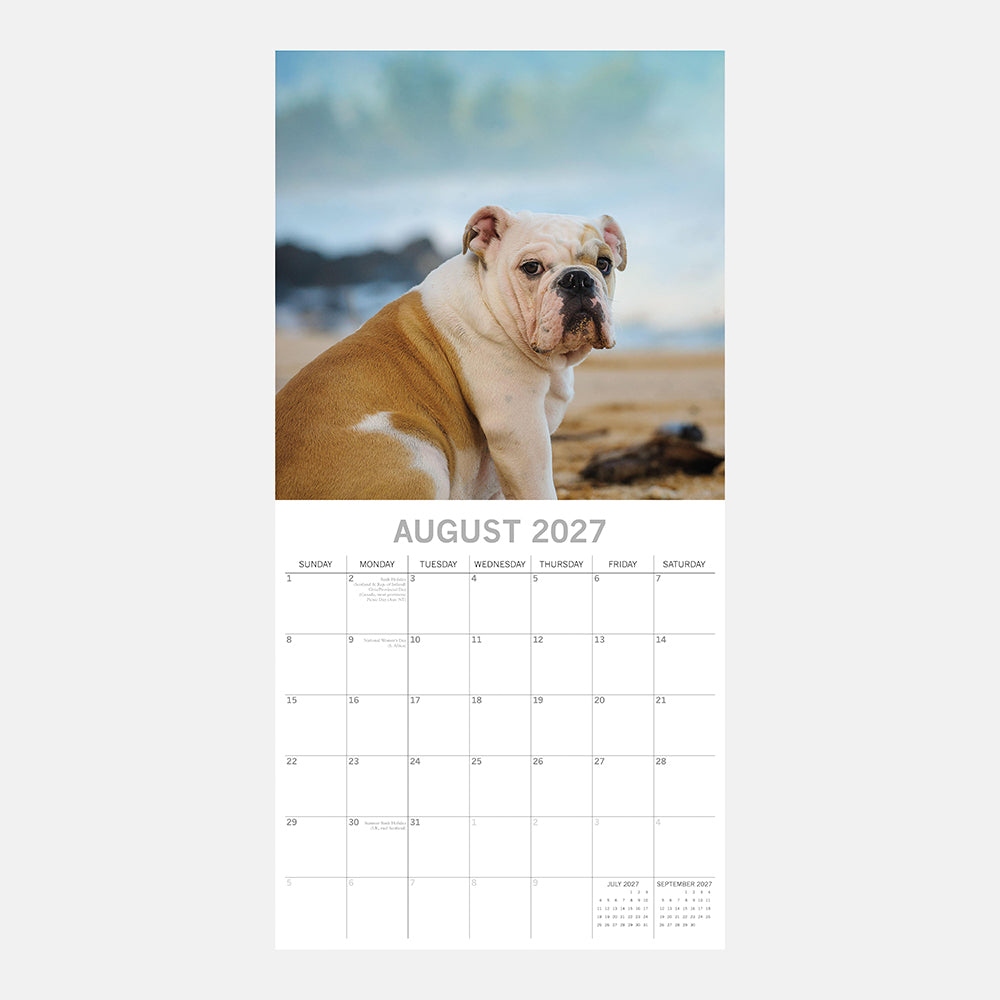Bulldogs 2027 Calendar - August 2027 page with tan and white Bulldog on beach