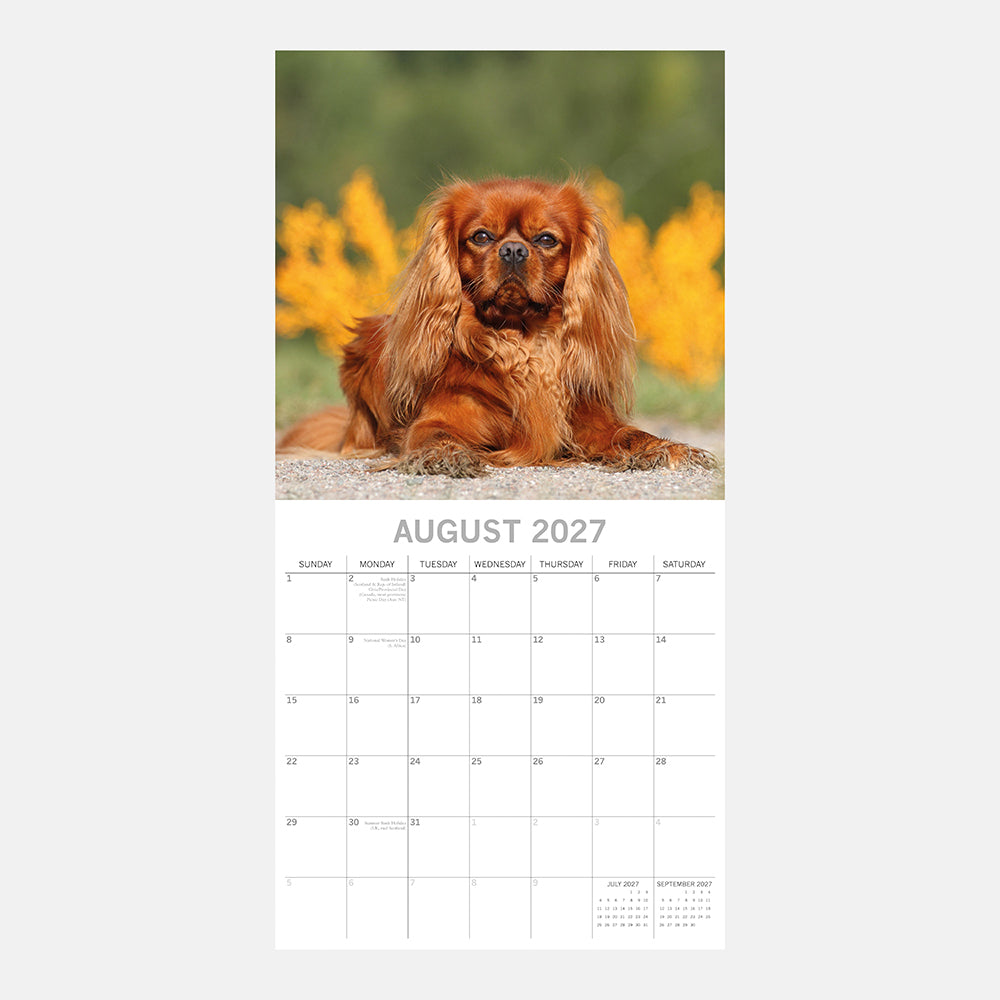 Cavalier King Charles Spaniels 2027 Calendar - August 2027 page with Ruby Cavalier among yellow flowers
