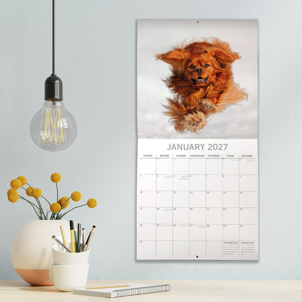 Cavalier King Charles Spaniels 2027 Calendar - lifestyle shot hung on wall showing January 2027 page with Cavalier in snow