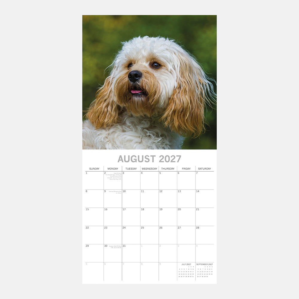 Cavapoos 2027 Calendar - August 2027 page with golden Cavapoo portrait on green background