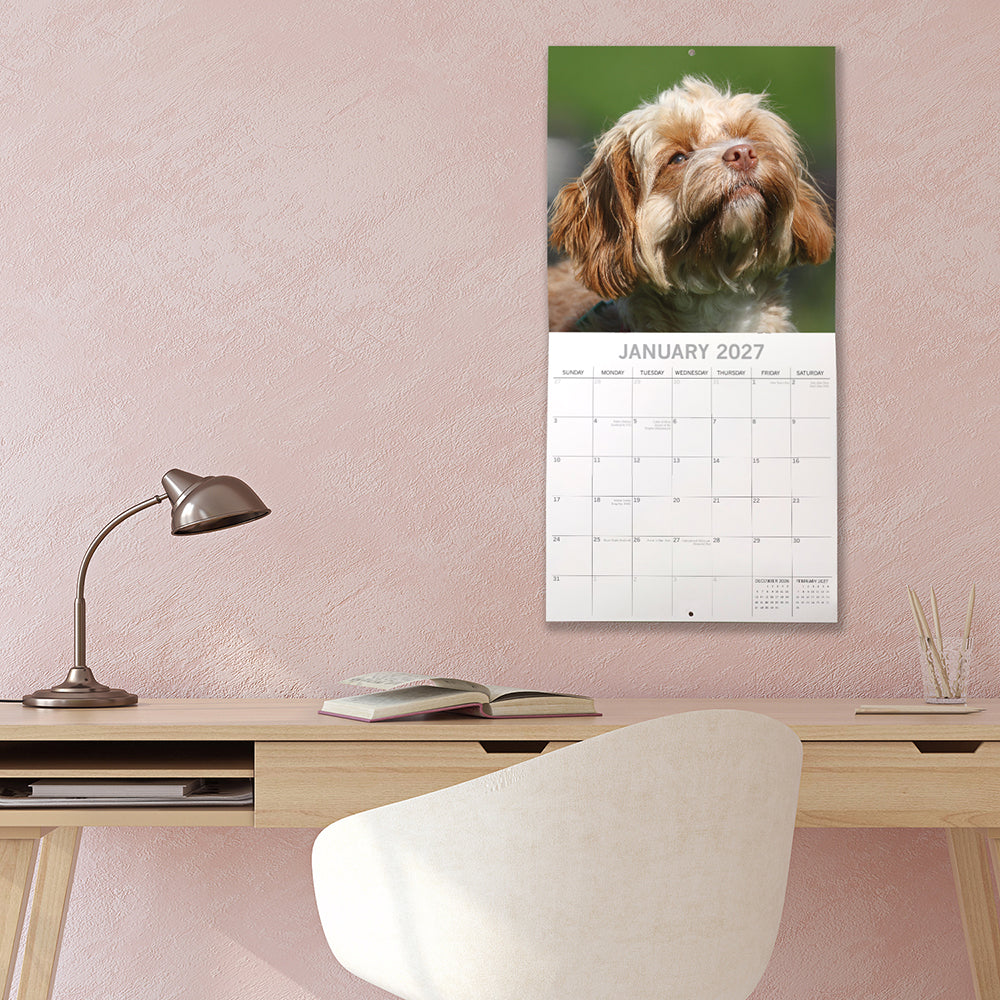 Cavapoos 2027 Calendar - lifestyle shot hung on wall showing January 2027 page with tricolour Cavapoo looking up on green background