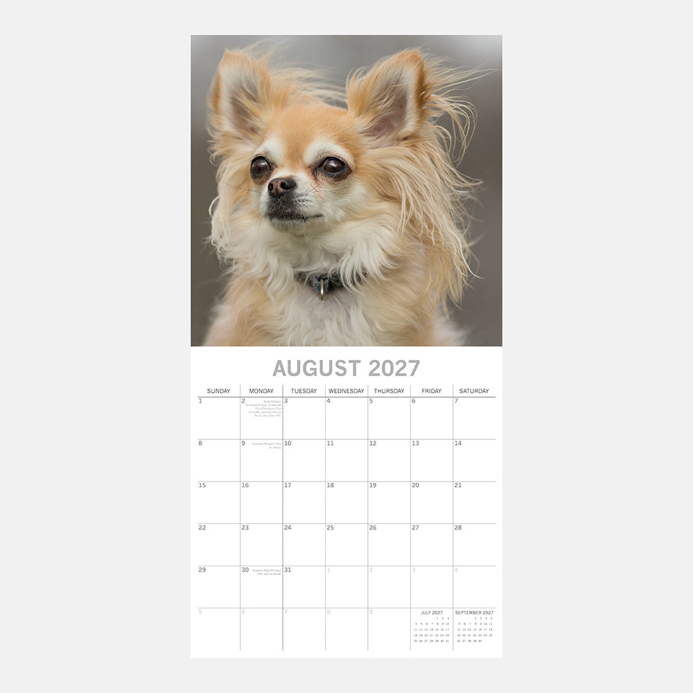 Chihuahuas 2027 Calendar - August 2027 page with long-coat fawn Chihuahua portrait on grey background