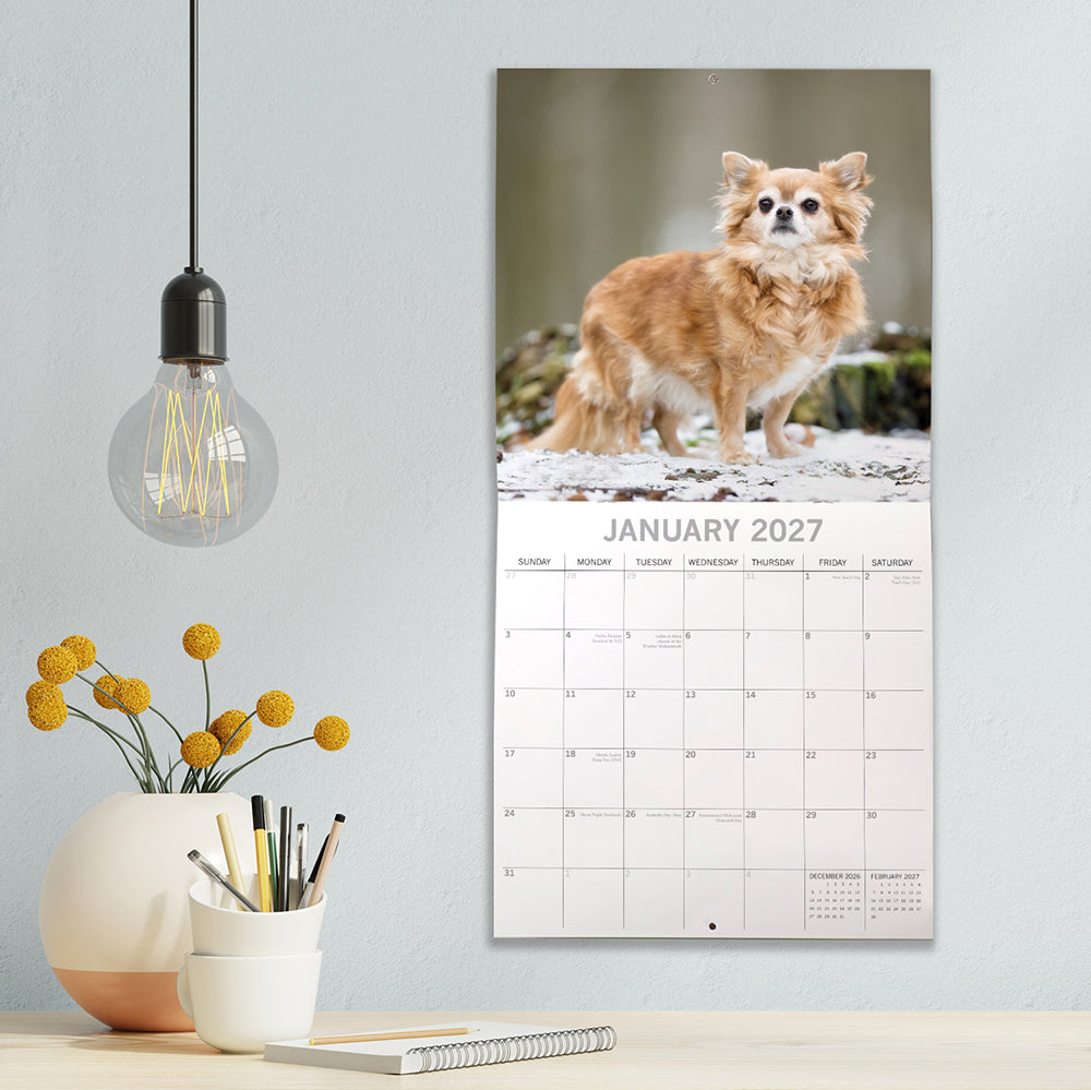 Chihuahuas 2027 Calendar - lifestyle shot hung on wall showing January 2027 page with long-coat Chihuahua in snow