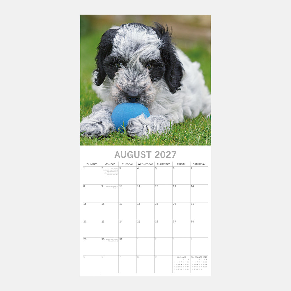 Cockapoos 2027 Calendar - August 2027 page with black and white Cockapoo puppy chewing blue ball on grass
