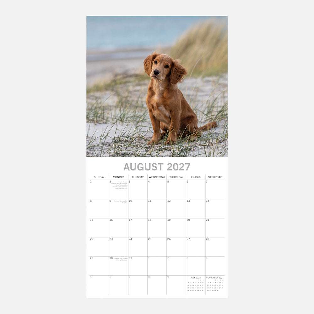 Cocker Spaniels 2027 Calendar - August 2027 page with golden Cocker Spaniel on beach