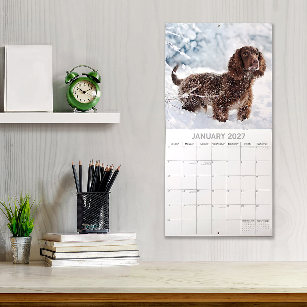 Cocker Spaniels 2027 Calendar - lifestyle shot hung on wall showing January 2027 page with chocolate Cocker in snow