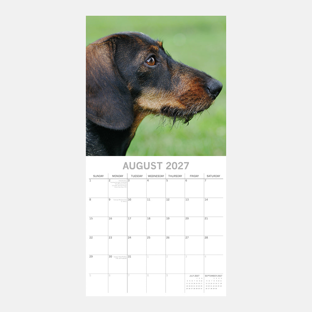 Dachshunds 2027 Calendar - August 2027 page with wire-haired Dachshund close-up