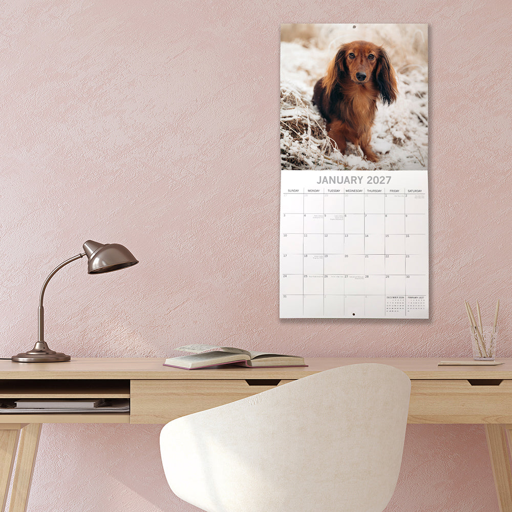 Dachshunds 2027 Calendar - lifestyle shot hung on wall showing January 2027 page