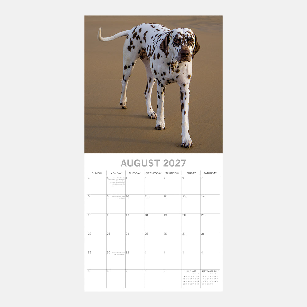 Dalmatians 2027 Calendar - August 2027 page with liver-spotted Dalmatian walking on sandy beach