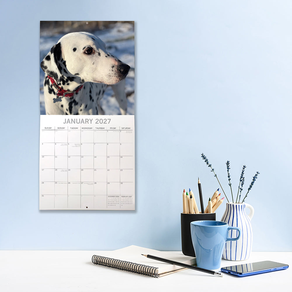 Dalmatians 2027 Calendar - lifestyle shot hung on wall showing January 2027 page with black-spotted Dalmatian in snow with red collar