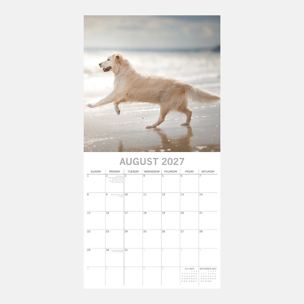 Golden Retrievers 2027 Calendar - August 2027 page with Golden Retriever running on beach