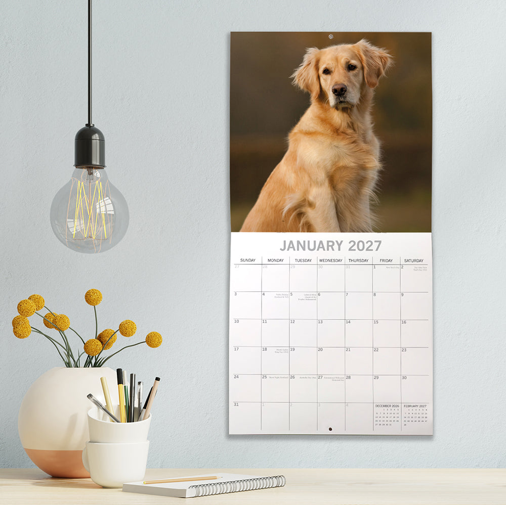 Golden Retrievers 2027 Calendar - lifestyle shot hung on wall showing January 2027 page