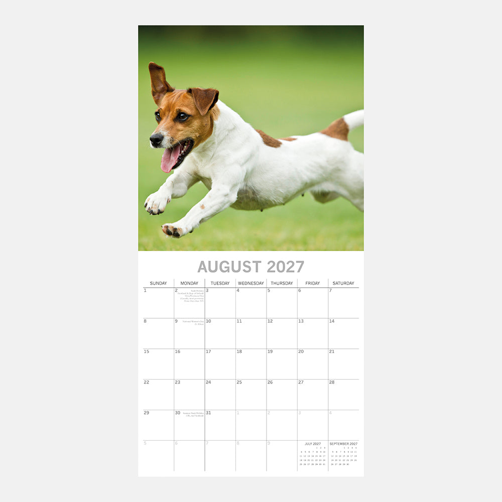 Jack Russells 2027 Calendar - August 2027 page with Jack Russell leaping on grass