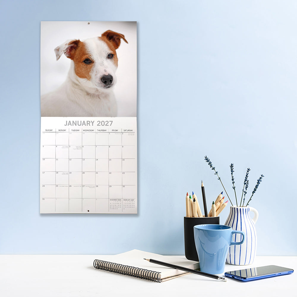 Jack Russells 2027 Calendar - lifestyle shot hung on wall showing January 2027 page