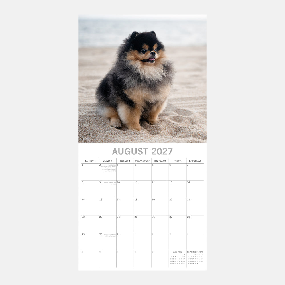 Pomeranians 2027 Calendar - August 2027 page with black and tan Pomeranian sitting on sandy beach by the sea