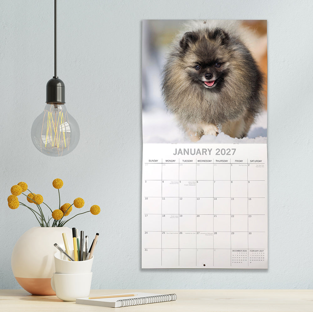 Pomeranians 2027 Calendar - lifestyle shot on desk showing January 2027 page with grey Pomeranian running through snow