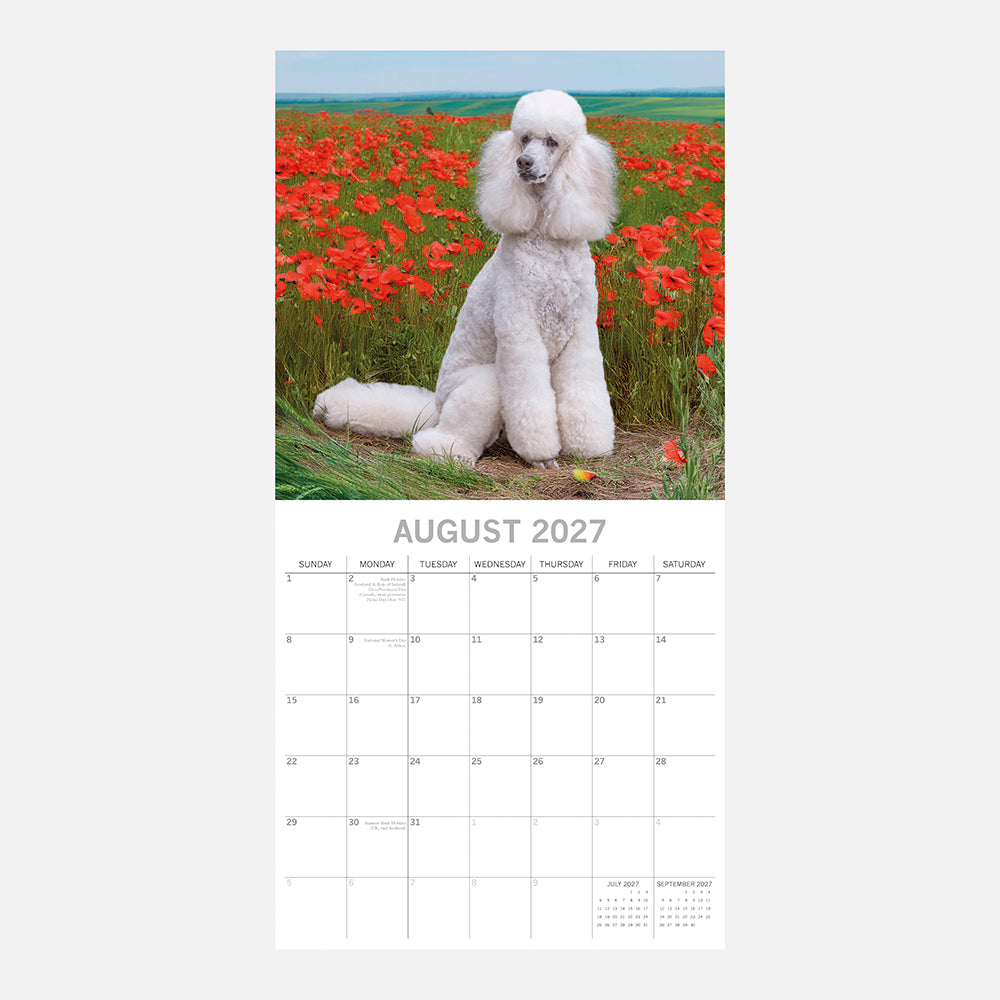 Poodles 2027 Calendar - August 2027 page with white Standard Poodle sitting among red poppies in field