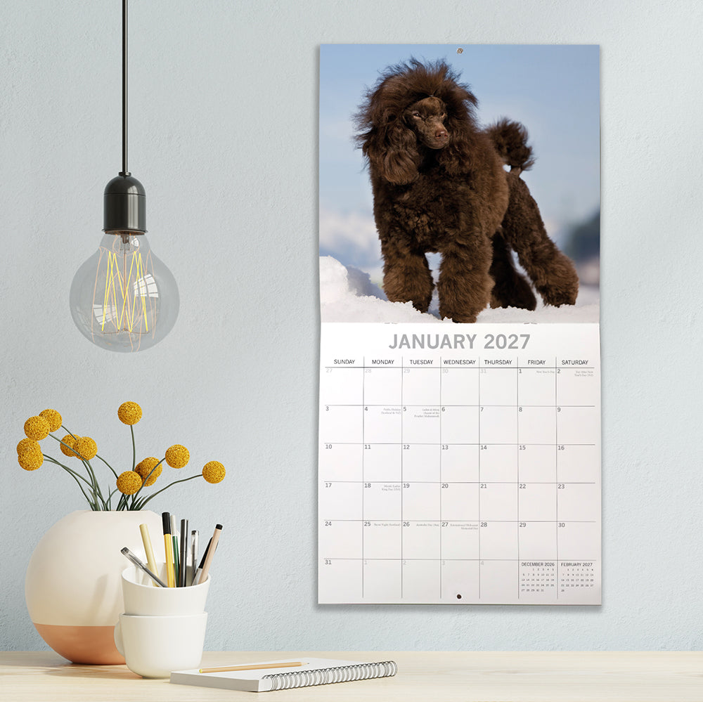 Poodles 2027 Calendar - lifestyle shot hung on wall showing January 2027 page with chocolate brown Poodle in snow