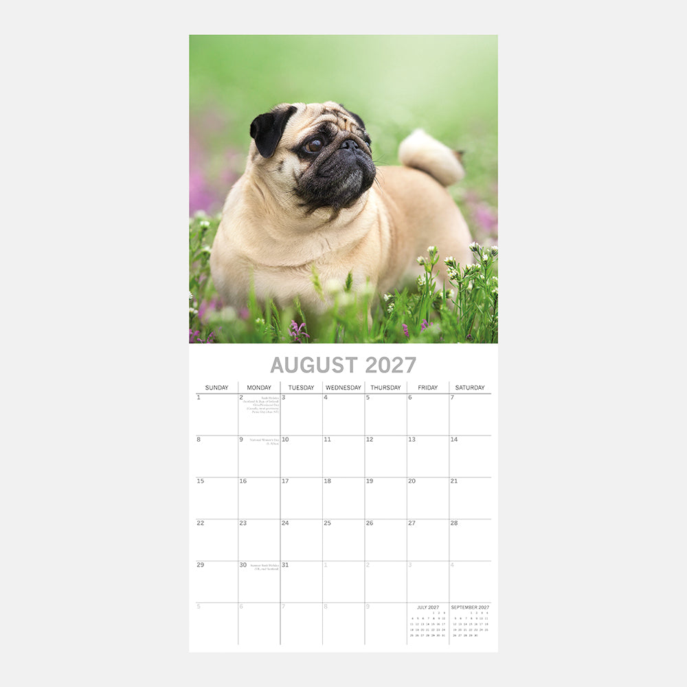Pugs 2027 Calendar - August 2027 page with fawn Pug resting in wildflowers