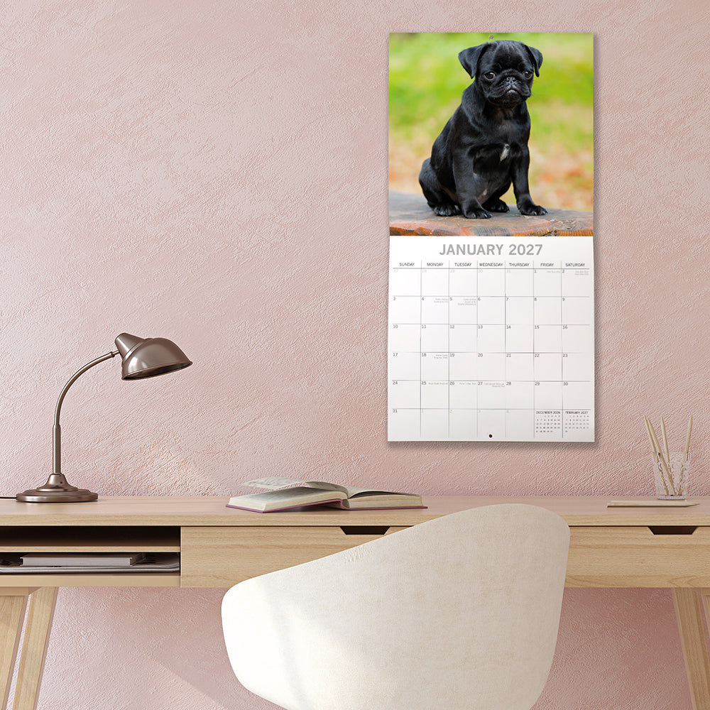 Pugs 2027 Calendar - lifestyle shot hung on wall showing January 2027 page with black Pug puppy on brick