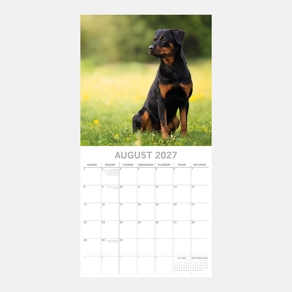 Rottweilers 2027 Calendar - August 2027 page with Rottweiler puppy sitting on grass in summer meadow