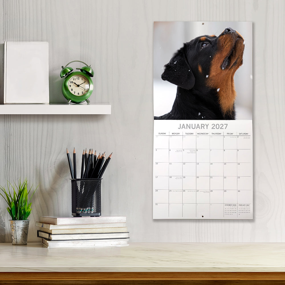 Rottweilers 2027 Calendar - lifestyle shot hung on wall showing January 2027 page with Rottweiler puppy looking up in snow