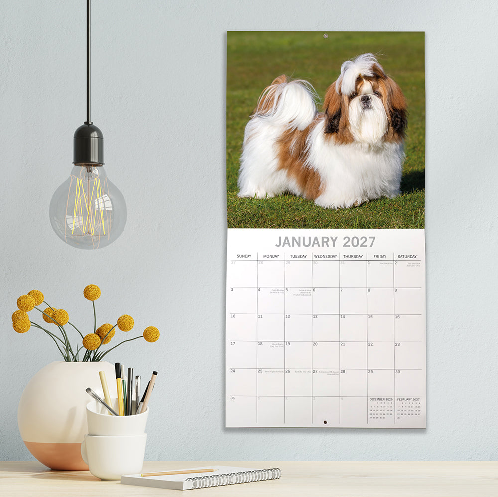 Shih Tzu 2027 Calendar - lifestyle shot hung on wall showing January 2027 page with two gold and white Shih Tzus on green lawn