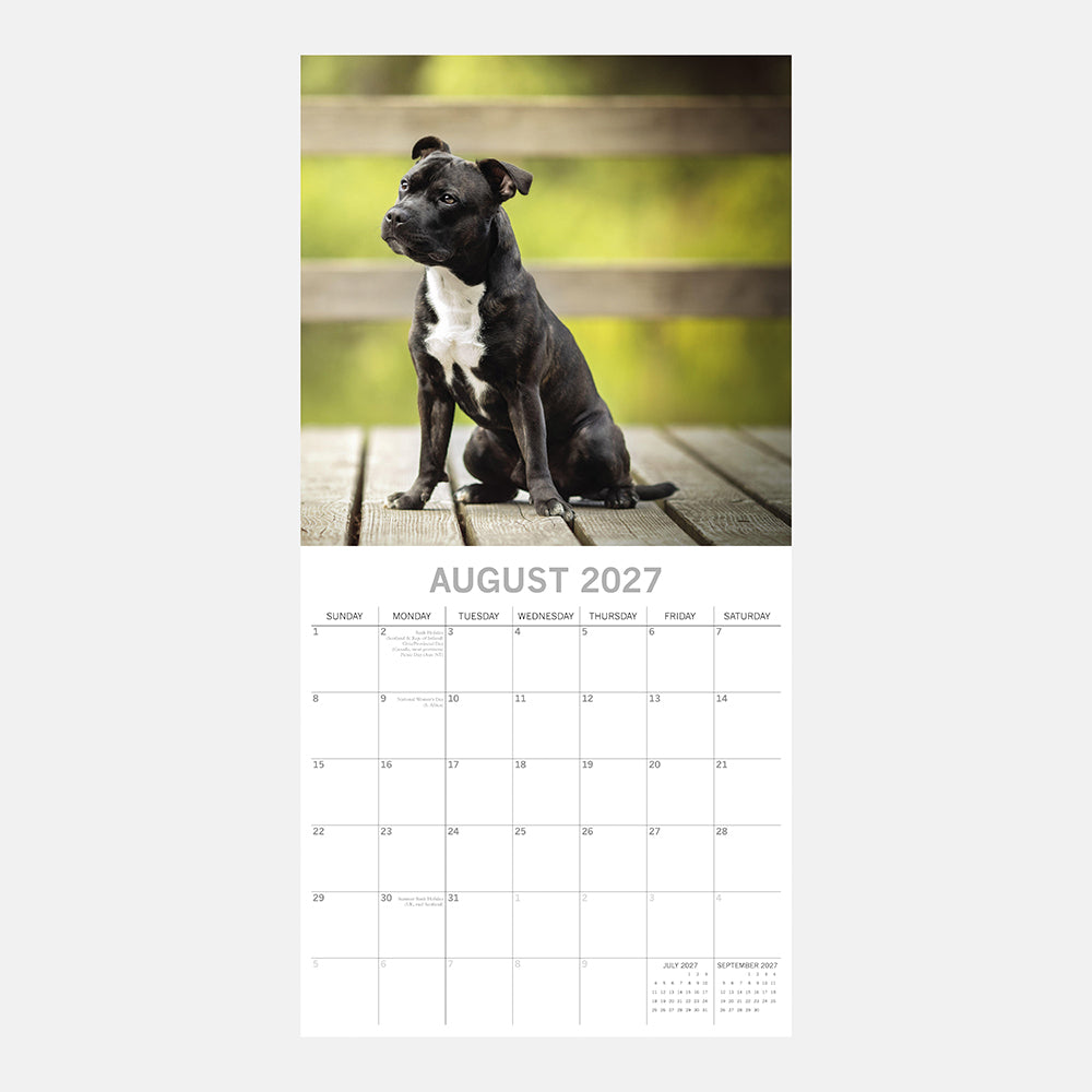 Staffordshire Bull Terriers 2027 Calendar - August 2027 page with black and white Staffy puppy on wooden deck